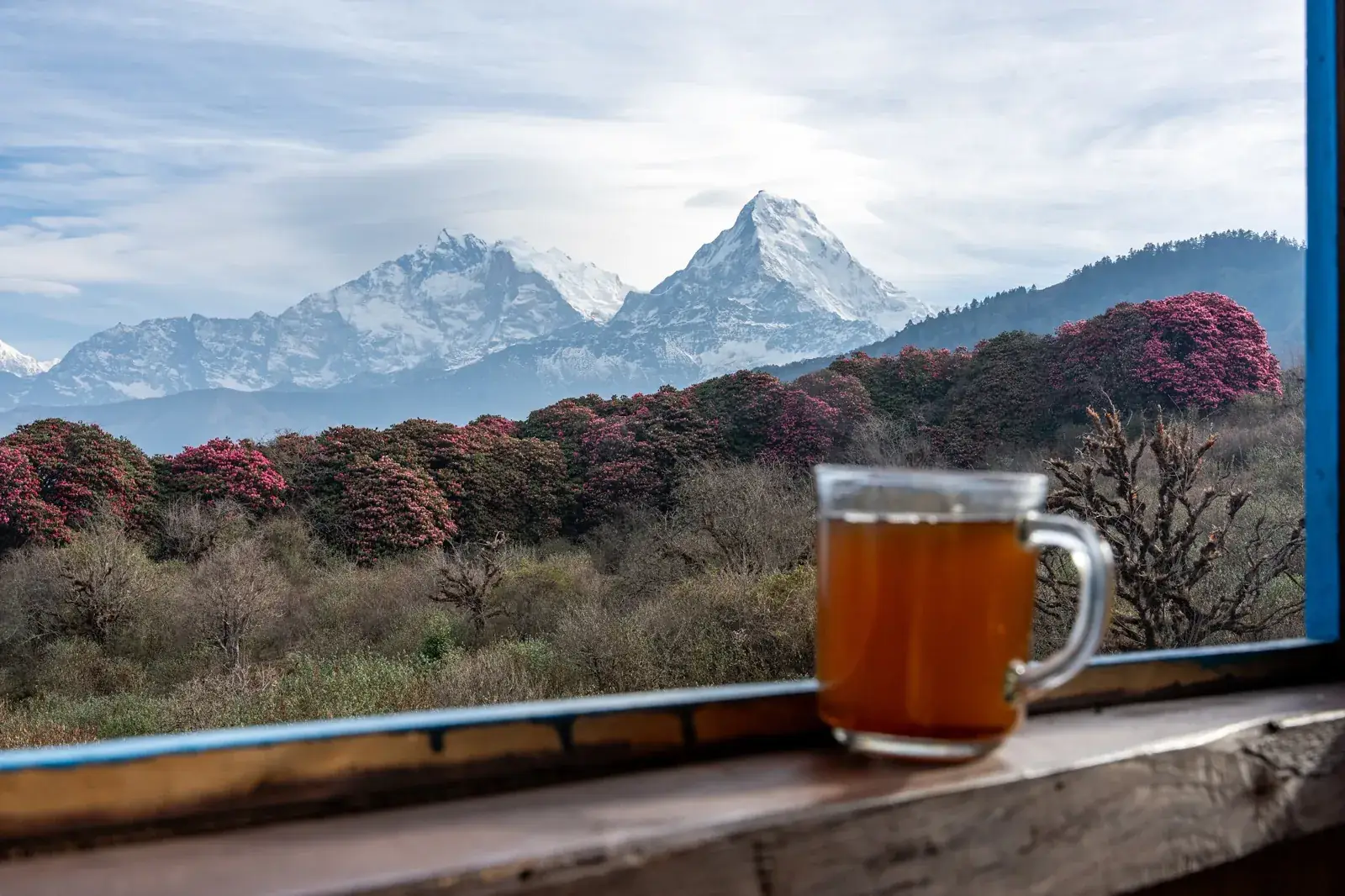 Tea at a Ghorepani window, rhododendron and the Annapurnas